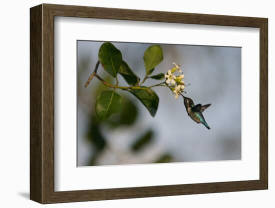 Bee hummingbird feeding, Guanahacabibes Peninsula, Cuba-Pedro Narra-Framed Photographic Print