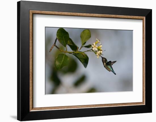 Bee hummingbird feeding, Guanahacabibes Peninsula, Cuba-Pedro Narra-Framed Photographic Print