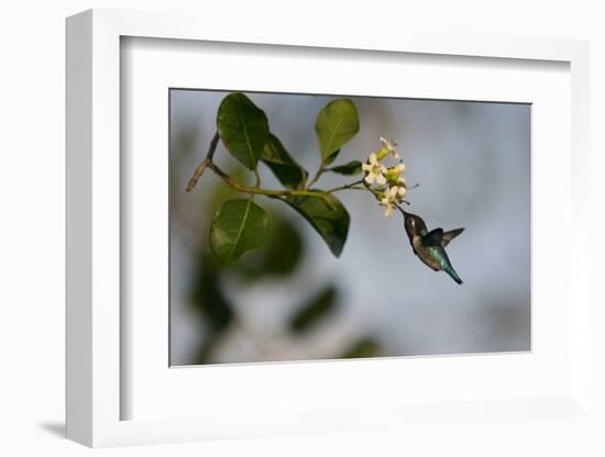 Bee hummingbird feeding, Guanahacabibes Peninsula, Cuba-Pedro Narra-Framed Photographic Print