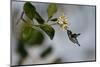 Bee hummingbird feeding, Guanahacabibes Peninsula, Cuba-Pedro Narra-Mounted Photographic Print