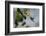 Bee hummingbird feeding, Guanahacabibes Peninsula, Cuba-Pedro Narra-Framed Photographic Print