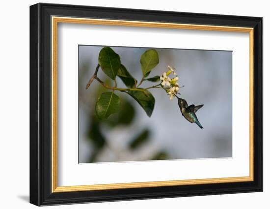 Bee hummingbird feeding, Guanahacabibes Peninsula, Cuba-Pedro Narra-Framed Photographic Print