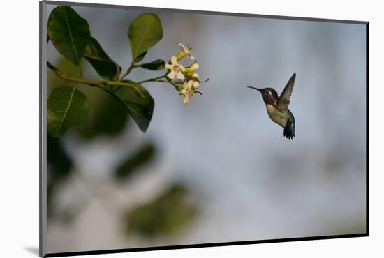 Bee hummingbird hovering, Guanahacabibes Peninsula, Cuba-Pedro Narra-Mounted Photographic Print