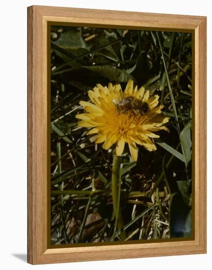 Bee in Flower-Eric Schaal-Framed Premier Image Canvas