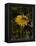 Bee in Flower-Eric Schaal-Framed Premier Image Canvas