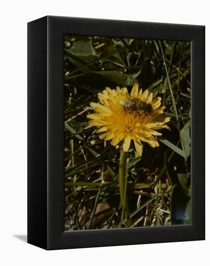 Bee in Flower-Eric Schaal-Framed Premier Image Canvas