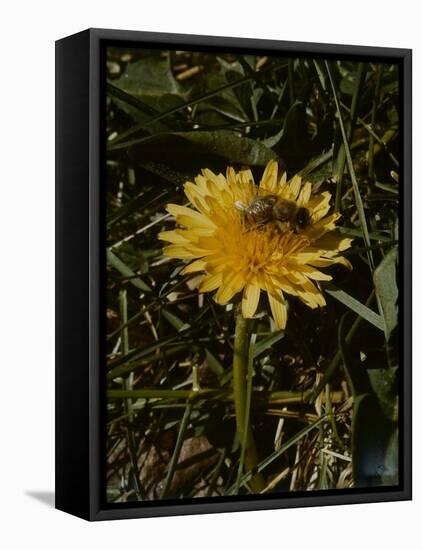 Bee in Flower-Eric Schaal-Framed Premier Image Canvas