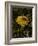 Bee in Flower-Eric Schaal-Framed Photographic Print