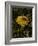 Bee in Flower-Eric Schaal-Framed Photographic Print