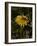 Bee in Flower-Eric Schaal-Framed Photographic Print