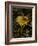 Bee in Flower-Eric Schaal-Framed Photographic Print