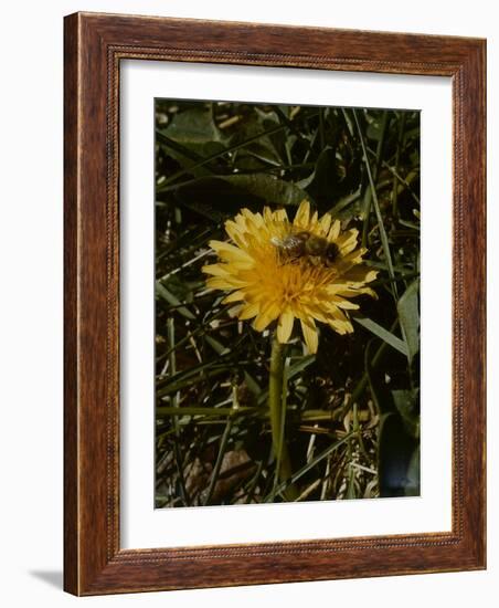 Bee in Flower-Eric Schaal-Framed Photographic Print