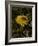 Bee in Flower-Eric Schaal-Framed Photographic Print