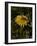 Bee in Flower-Eric Schaal-Framed Photographic Print