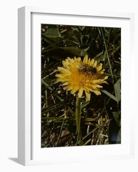 Bee in Flower-Eric Schaal-Framed Photographic Print
