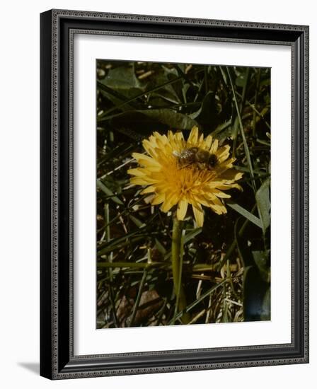 Bee in Flower-Eric Schaal-Framed Photographic Print