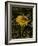 Bee in Flower-Eric Schaal-Framed Photographic Print