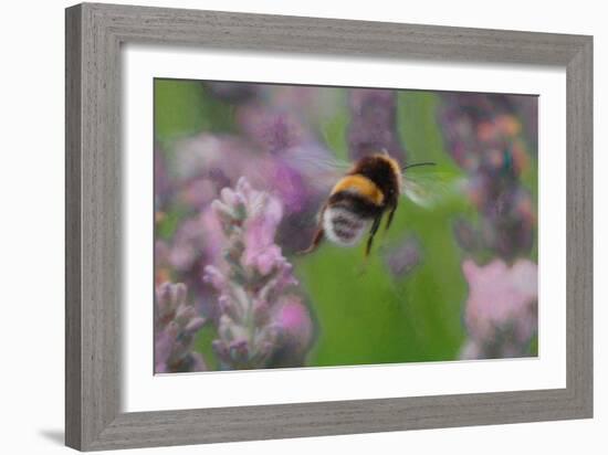 Bee in Lavender, 2018,-Helen White-Framed Giclee Print