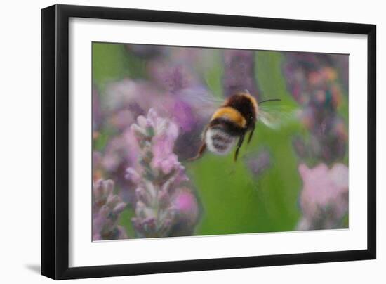 Bee in Lavender, 2018,-Helen White-Framed Giclee Print