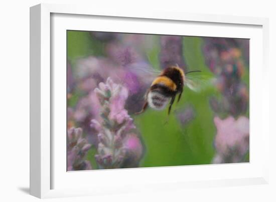 Bee in Lavender, 2018,-Helen White-Framed Giclee Print