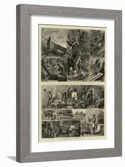 Bee-Keeping in California, USA-null-Framed Giclee Print