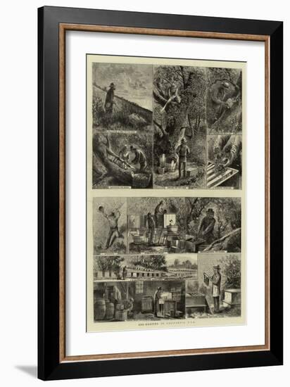 Bee-Keeping in California, USA-null-Framed Giclee Print