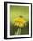 Bee lands on dandelion-Benjamin Engler-Framed Photographic Print