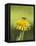 Bee lands on dandelion-Benjamin Engler-Framed Premier Image Canvas