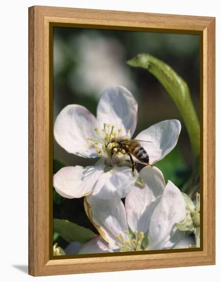 Bee on Apple Blossoms-John Luke-Framed Premier Image Canvas