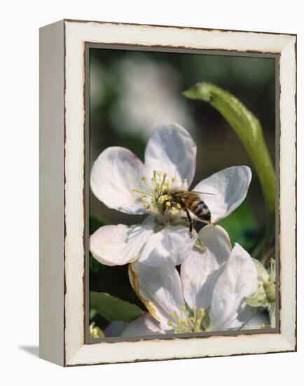 Bee on Apple Blossoms-John Luke-Framed Premier Image Canvas