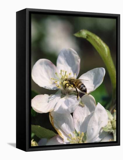 Bee on Apple Blossoms-John Luke-Framed Premier Image Canvas