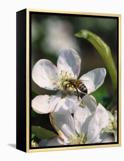 Bee on Apple Blossoms-John Luke-Framed Premier Image Canvas