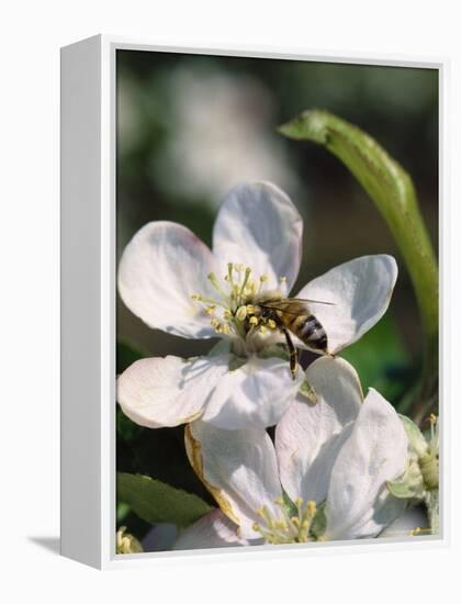 Bee on Apple Blossoms-John Luke-Framed Premier Image Canvas