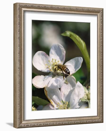 Bee on Apple Blossoms-John Luke-Framed Photographic Print