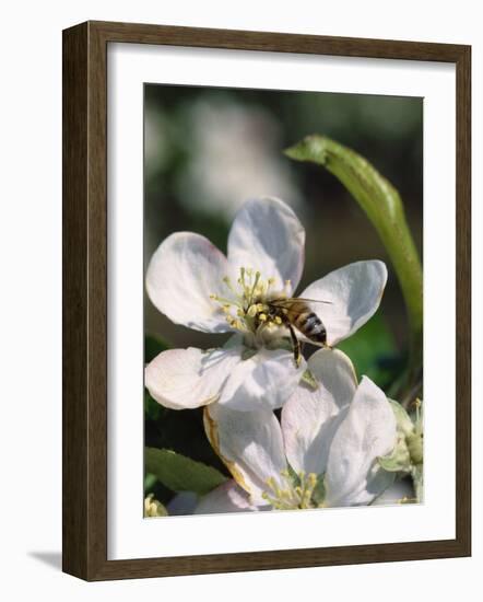 Bee on Apple Blossoms-John Luke-Framed Photographic Print