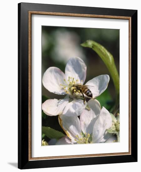 Bee on Apple Blossoms-John Luke-Framed Photographic Print