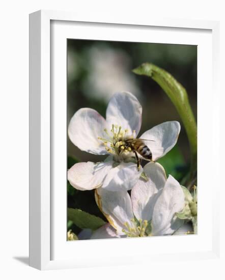 Bee on Apple Blossoms-John Luke-Framed Photographic Print