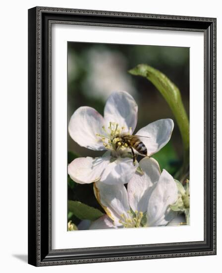 Bee on Apple Blossoms-John Luke-Framed Photographic Print