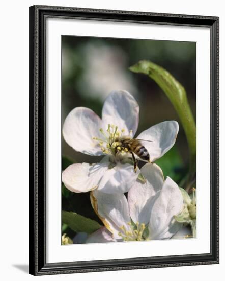 Bee on Apple Blossoms-John Luke-Framed Photographic Print
