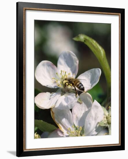 Bee on Apple Blossoms-John Luke-Framed Photographic Print