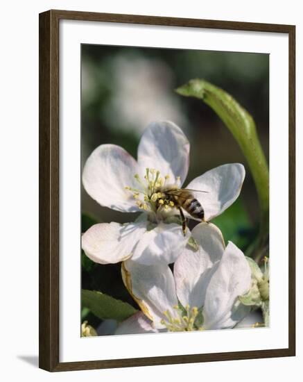 Bee on Apple Blossoms-John Luke-Framed Photographic Print