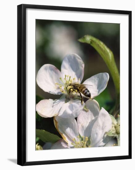 Bee on Apple Blossoms-John Luke-Framed Photographic Print