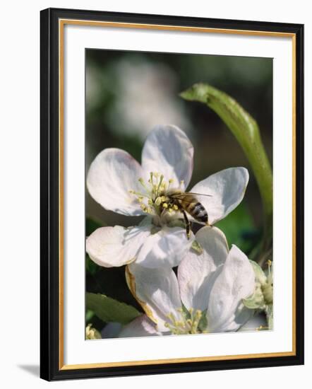 Bee on Apple Blossoms-John Luke-Framed Photographic Print