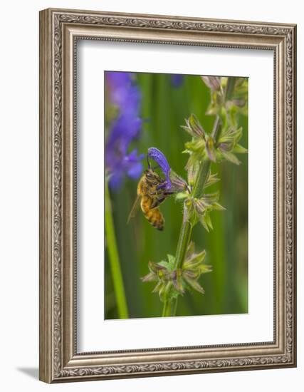 Bee on flower, yellow sage-Michael Scheufler-Framed Photographic Print