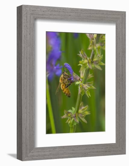 Bee on flower, yellow sage-Michael Scheufler-Framed Photographic Print