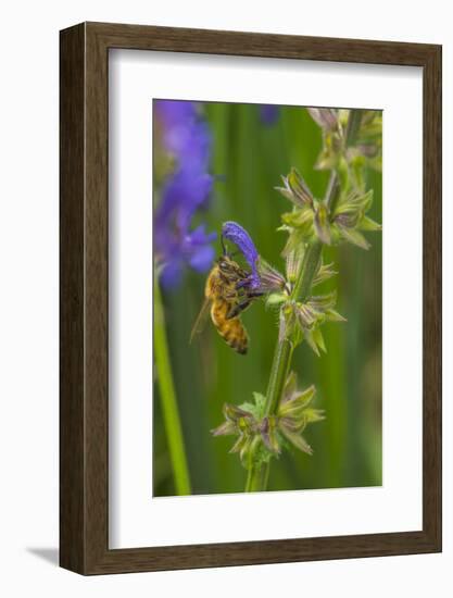 Bee on flower, yellow sage-Michael Scheufler-Framed Photographic Print