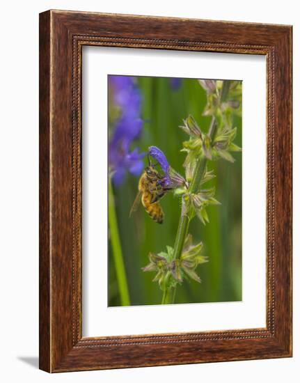 Bee on flower, yellow sage-Michael Scheufler-Framed Photographic Print