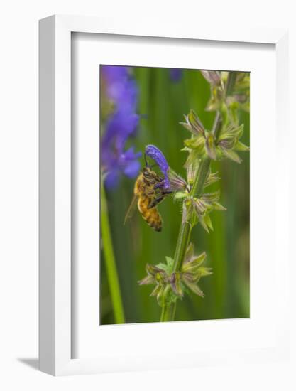 Bee on flower, yellow sage-Michael Scheufler-Framed Photographic Print