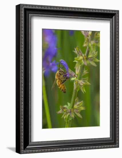 Bee on flower, yellow sage-Michael Scheufler-Framed Photographic Print