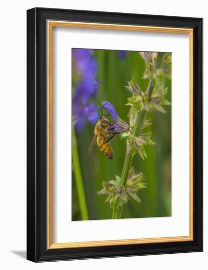 Bee on flower, yellow sage-Michael Scheufler-Framed Photographic Print